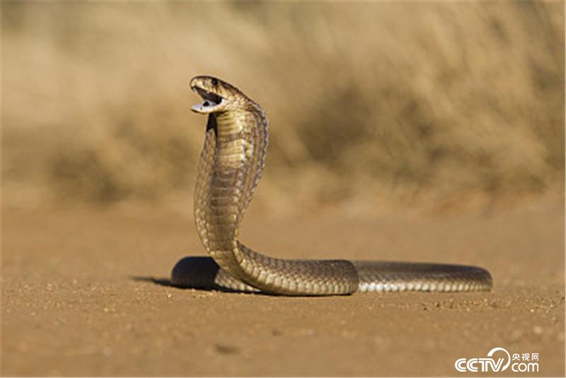 自然传奇冷血杀手蛇_眼镜蛇杀手 眼镜王蛇 毒液注射