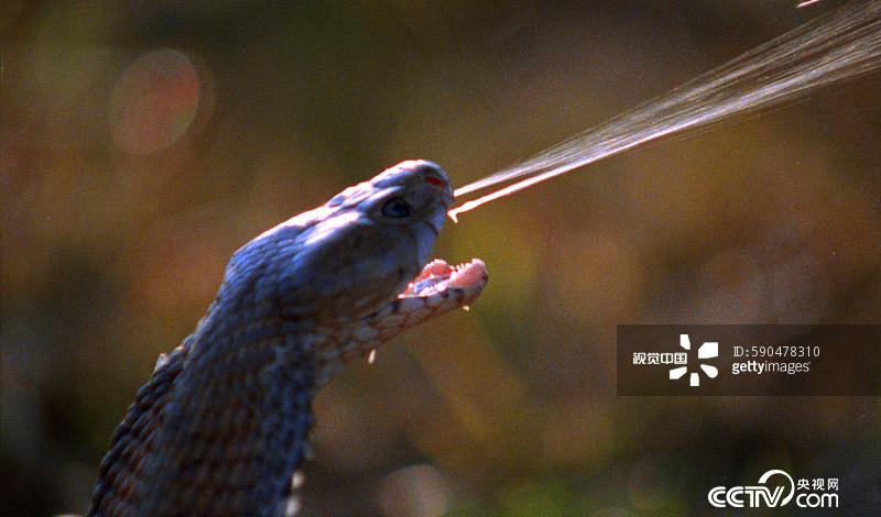 眼镜蛇杀手 眼镜王蛇 毒液注射_自然传奇冷血杀手蛇