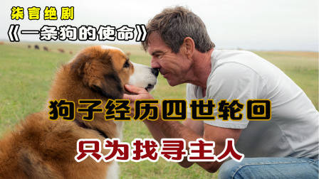 狗子经历四世轮回，只为找寻主人！——《一条狗的使命》