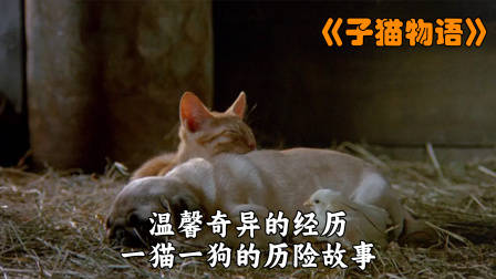 一猫一狗，温馨奇异的历险故事！——《子猫物语》