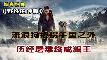 流浪狗被拐千里之外，历经磨难终成狼王！——《野性的呼唤》