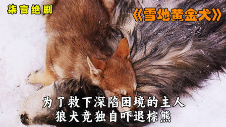 为救深陷困境的主人，狼犬竟独自战胜棕熊！——《雪地黄金犬》