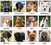 狗的品种大全（狗狗有多少品种）